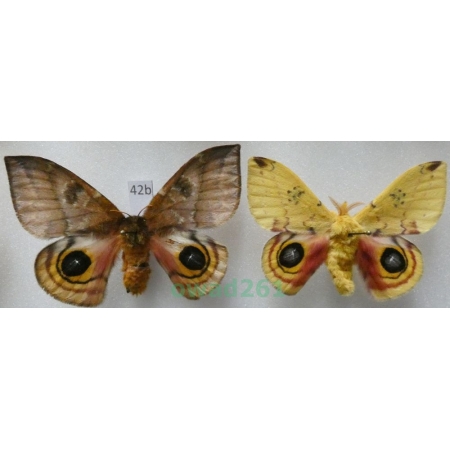 Automeris io (Fabricius, 1775) pair ex. ovo USA42b